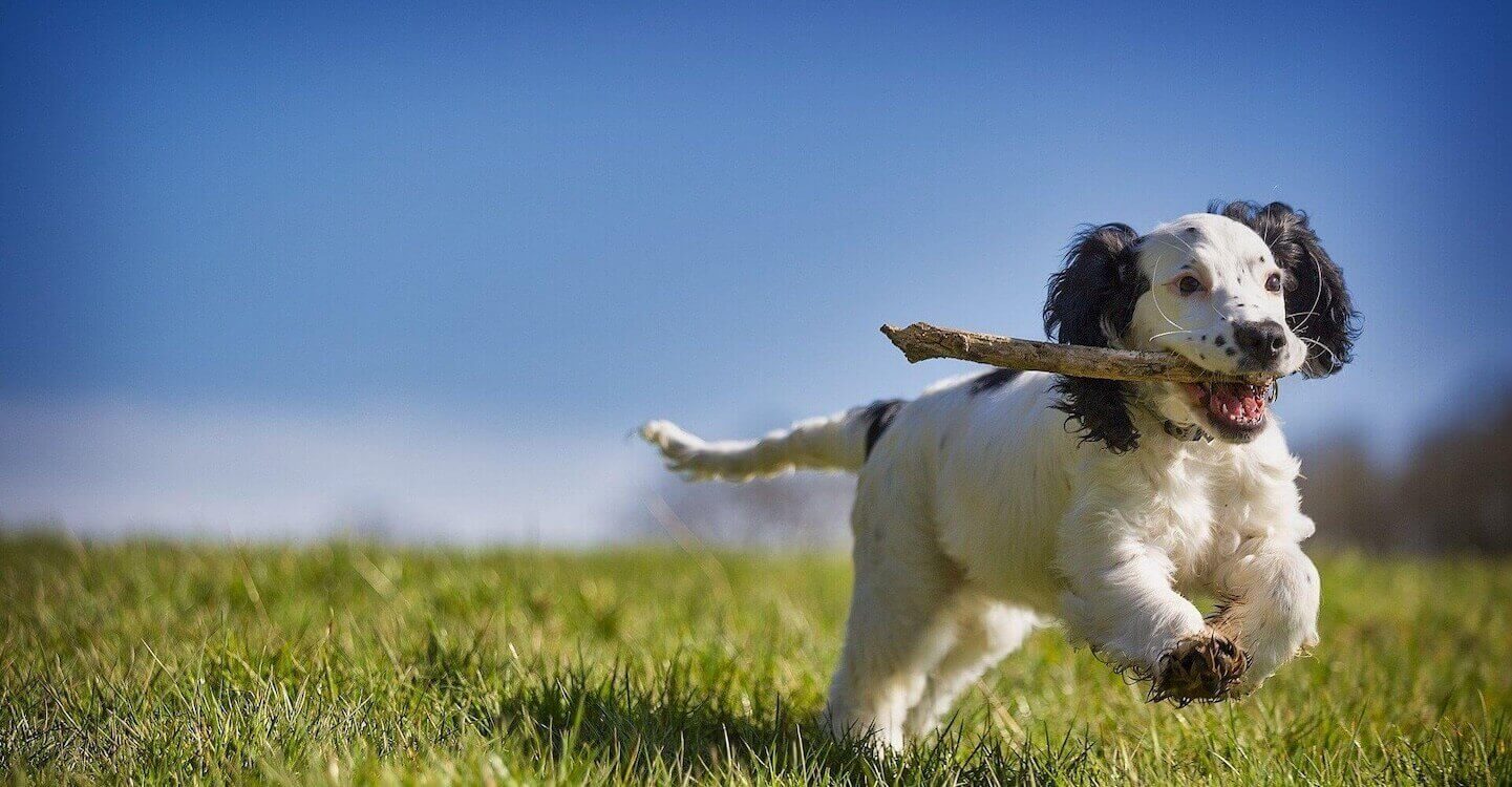 Charlotte Veterinarian