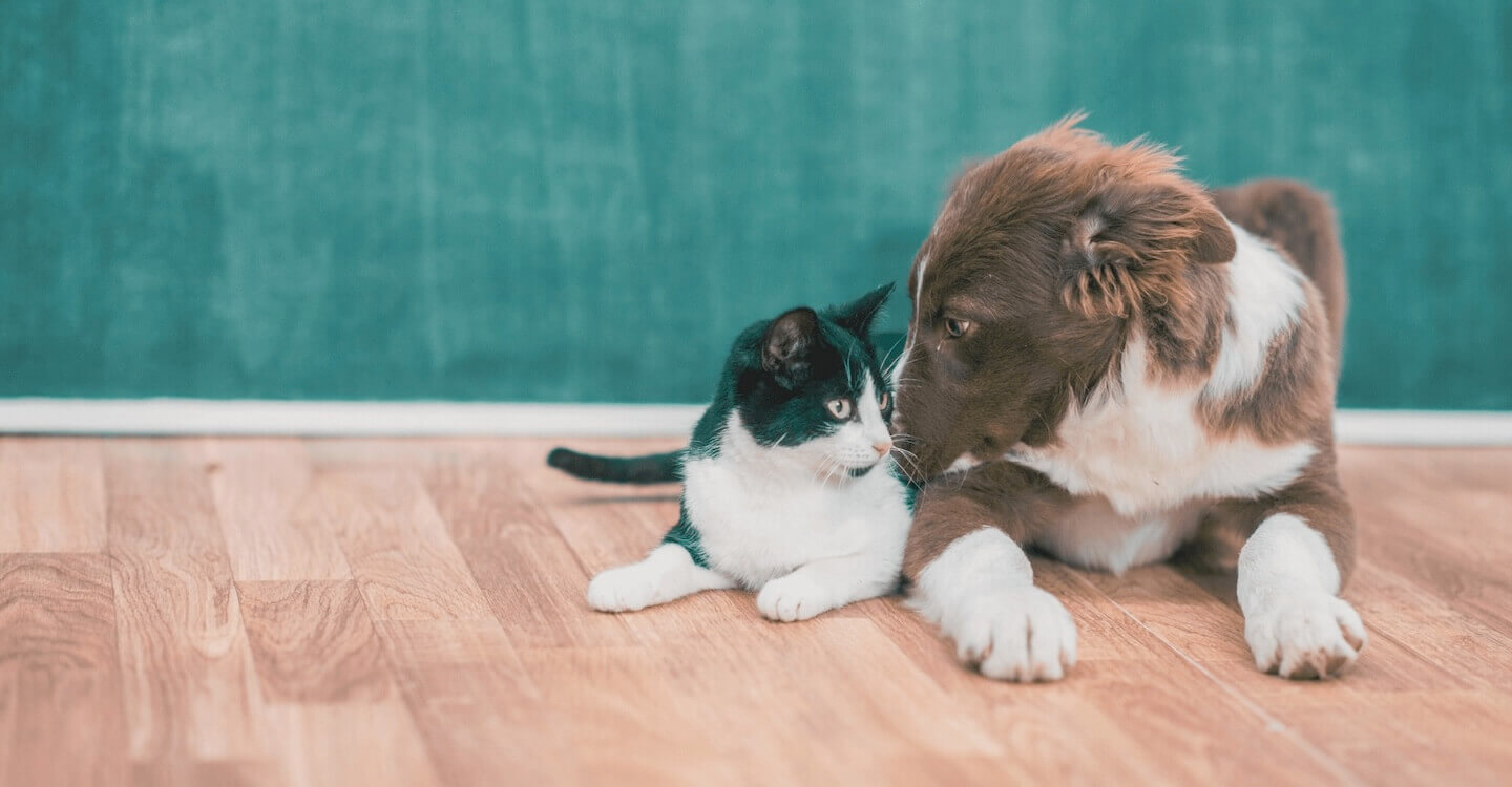 Veterinary hospital in Charlotte