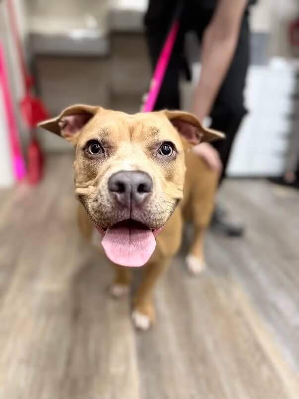 Charlotte Veterinary Hospital