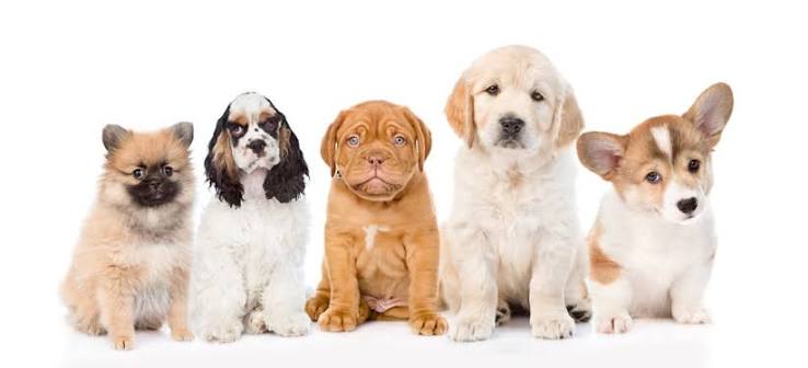 5 puppies