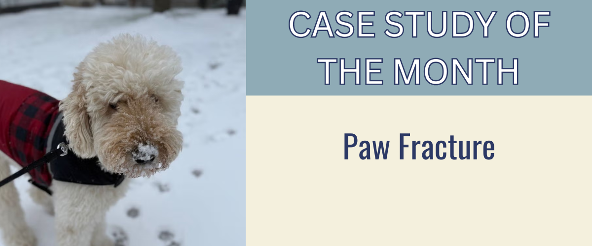 Paw Fracture