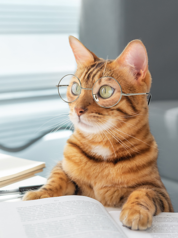 Cat Reading Book