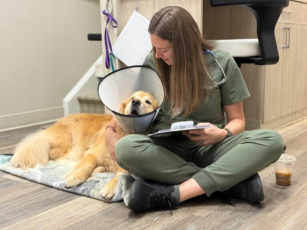 dog in an e collar at Central Providence Vet