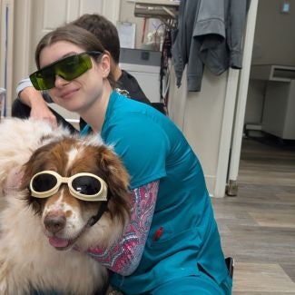 Dog laser therapy at Central Providence Vet Hospital Dog laser therapy at Central Providence Vet Hospital
