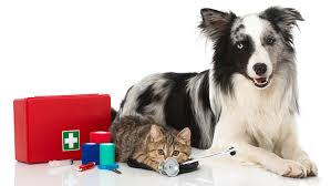 dog and cat with first aid kit