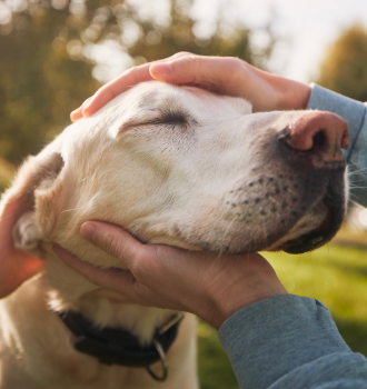 Senior Dog services at Central Providence