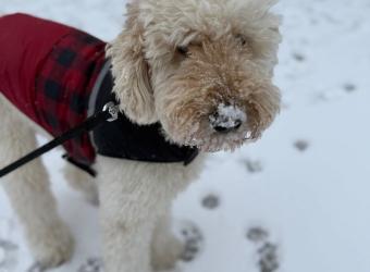 Case Study: Paw Fracture