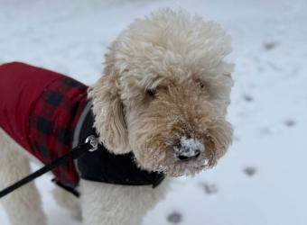 Case Study: Paw Fracture