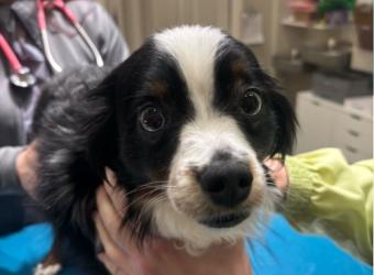 Case Study: Acute Lower Back Pain