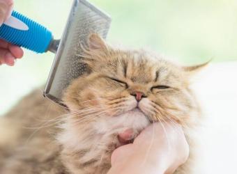 5 Cat Grooming Tips for New Owners