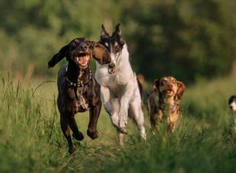 Can Dogs Get Mosquito Bites? What You Need to Know