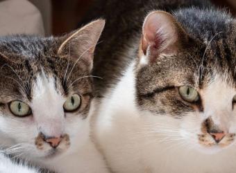 Forever Viruses: How FeLV and FIV Affect Your Cat's Health