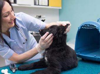 Questions to Ask During Your Pet's Annual Checkup