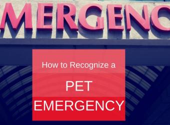 How to Recognize a Pet Emergency