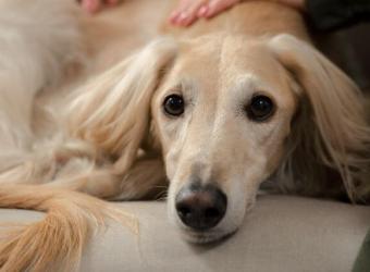The Most Overlooked Signs of Pain in Pets & How to Spot Them Early