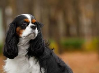 Understanding Irregular Heartbeats & Heart Murmurs in Dogs & Cats