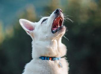 Protecting Your Pup: What You Need to Know About Canine Influenza Virus (CIV)